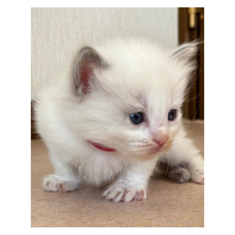 販売中の千葉県のラグドール-126626の6枚目