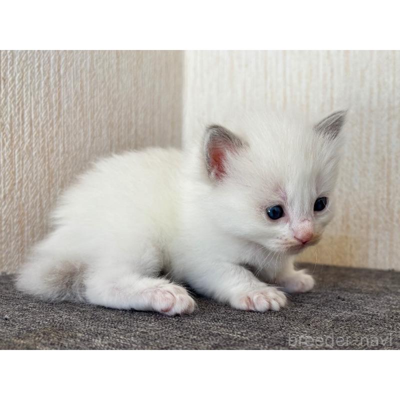販売中の千葉県のラグドール-126626の2枚目