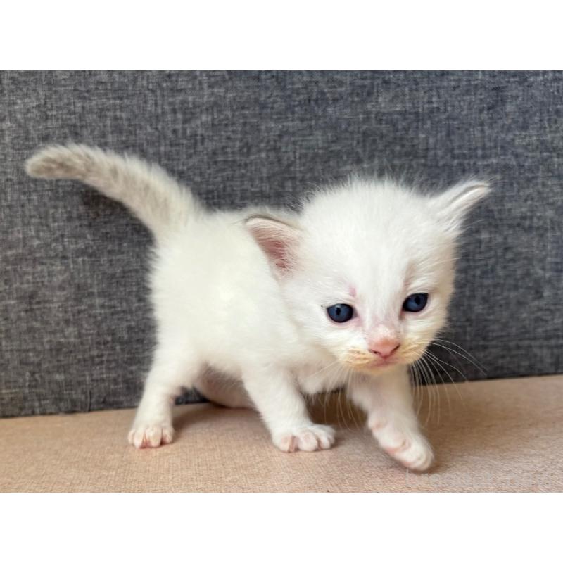 販売中の千葉県のラグドール-126630の3枚目
