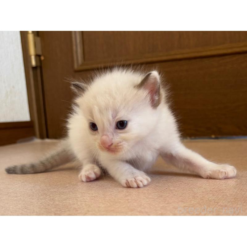 販売中の千葉県のラグドール-126631の3枚目