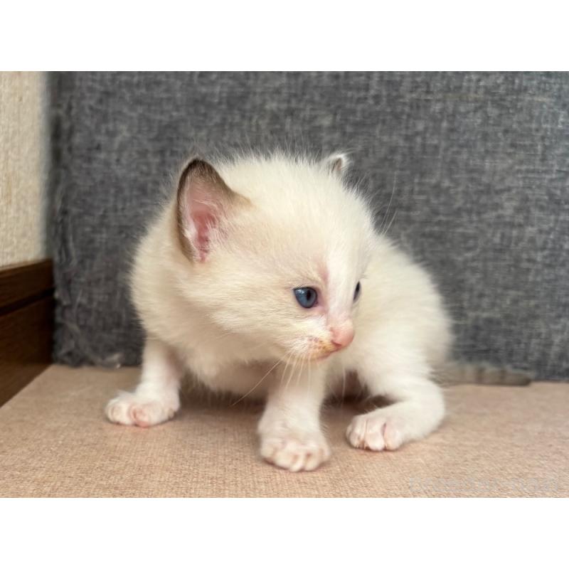 販売中の千葉県のラグドール-126631の4枚目