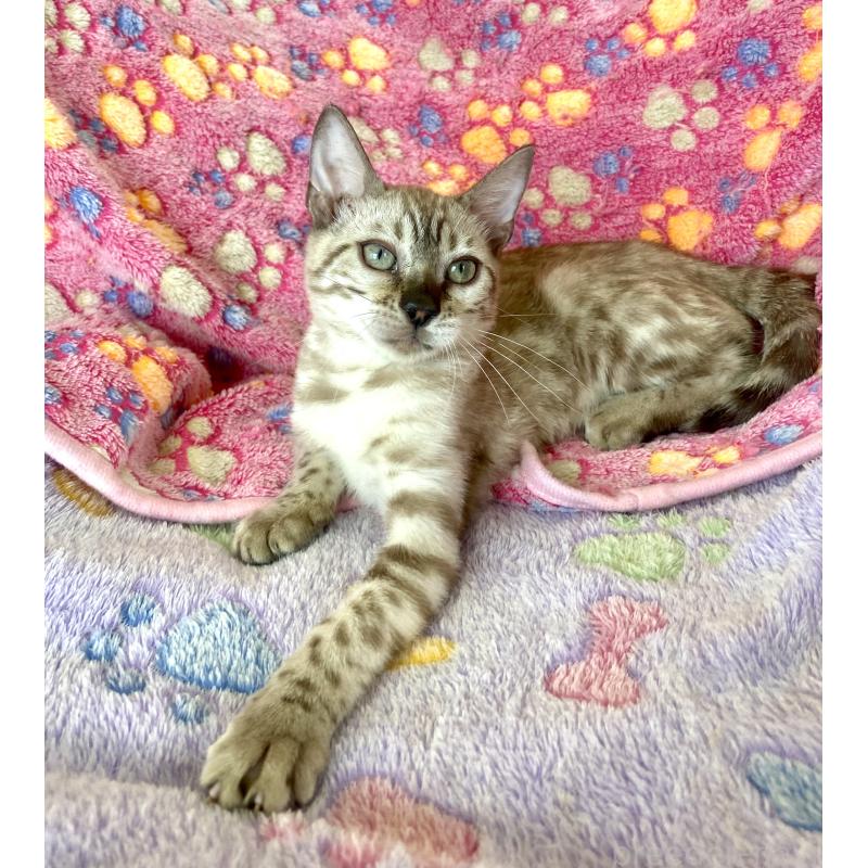 成約済の静岡県のベンガル-117510の21枚目