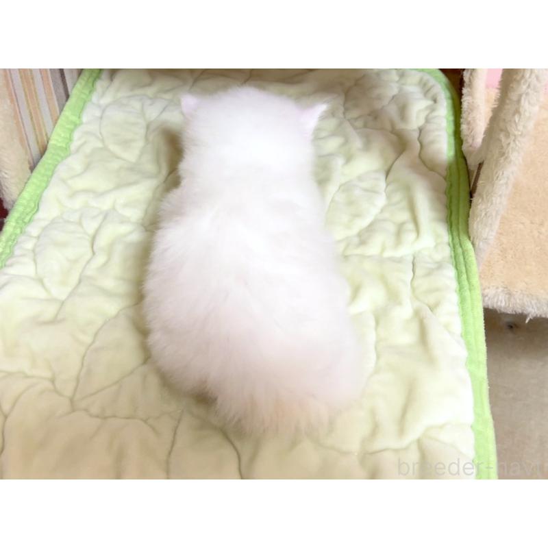 販売中の千葉県のマンチカン(短足)-126632の2枚目