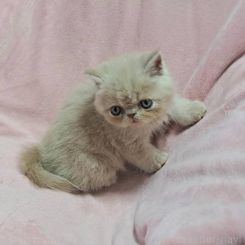 販売中の茨城県のエキゾチックショートヘア-126655の5枚目