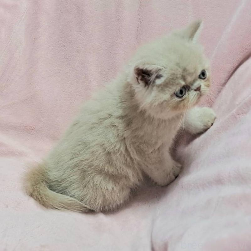 販売中の茨城県のエキゾチックショートヘア-126655の4枚目