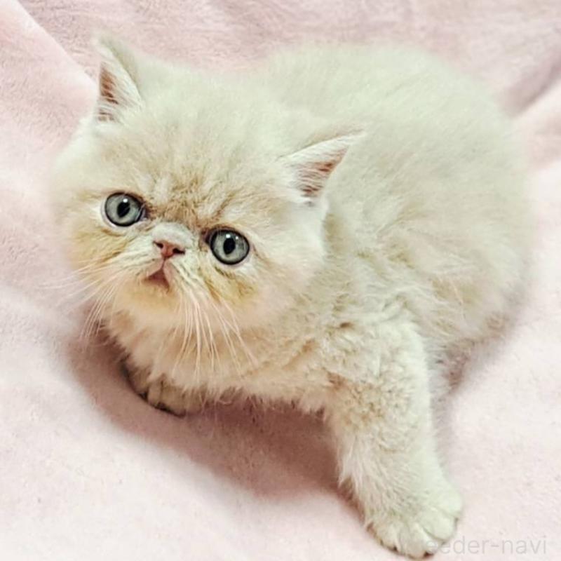 販売中の茨城県のエキゾチックショートヘア-126655の1枚目