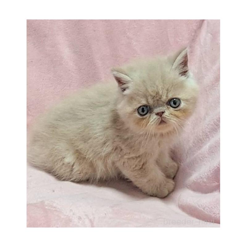 販売中の茨城県のエキゾチックショートヘア-126655の3枚目