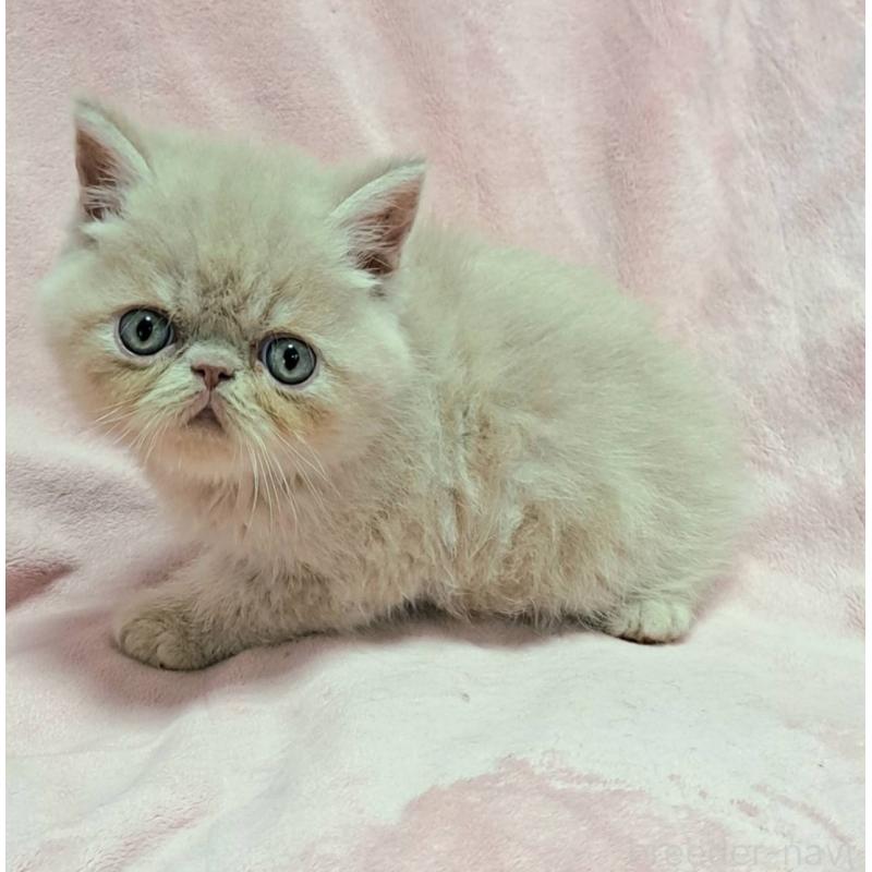 販売中の茨城県のエキゾチックショートヘア-126655の2枚目