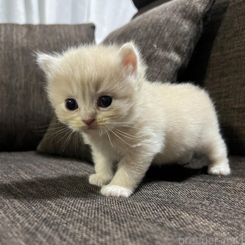 販売中の三重県のスコティッシュフォールド-126774の11枚目