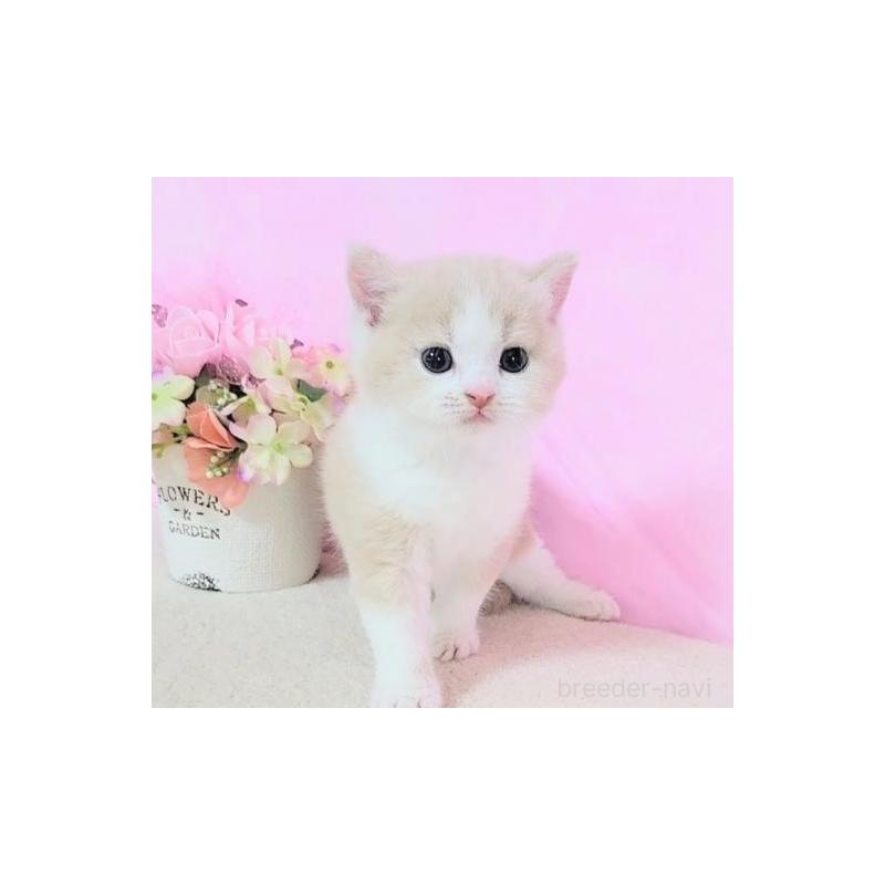 販売中の群馬県のマンチカン-126670の2枚目