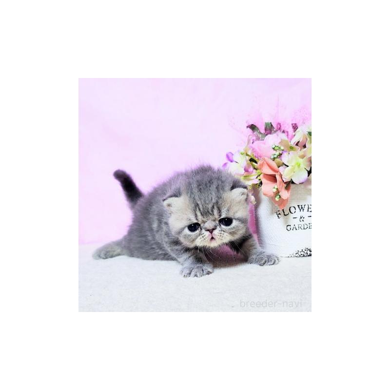 販売中の群馬県のエキゾチックショートヘア-126673の3枚目