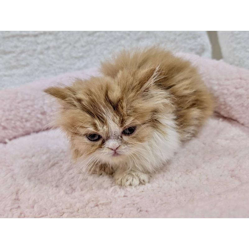 販売中の大阪府のエキゾチックロングヘア-126671の5枚目