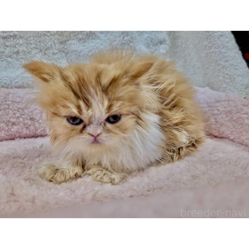 販売中の大阪府のエキゾチックロングヘア-126671の4枚目