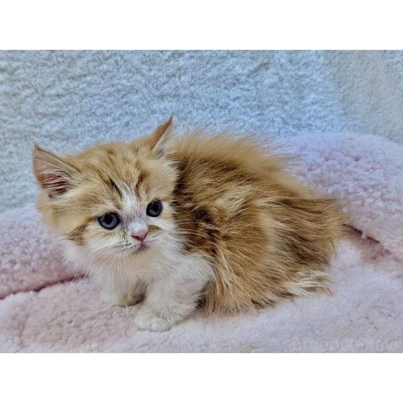 販売中の大阪府のエキゾチックロングヘア-126671の3枚目