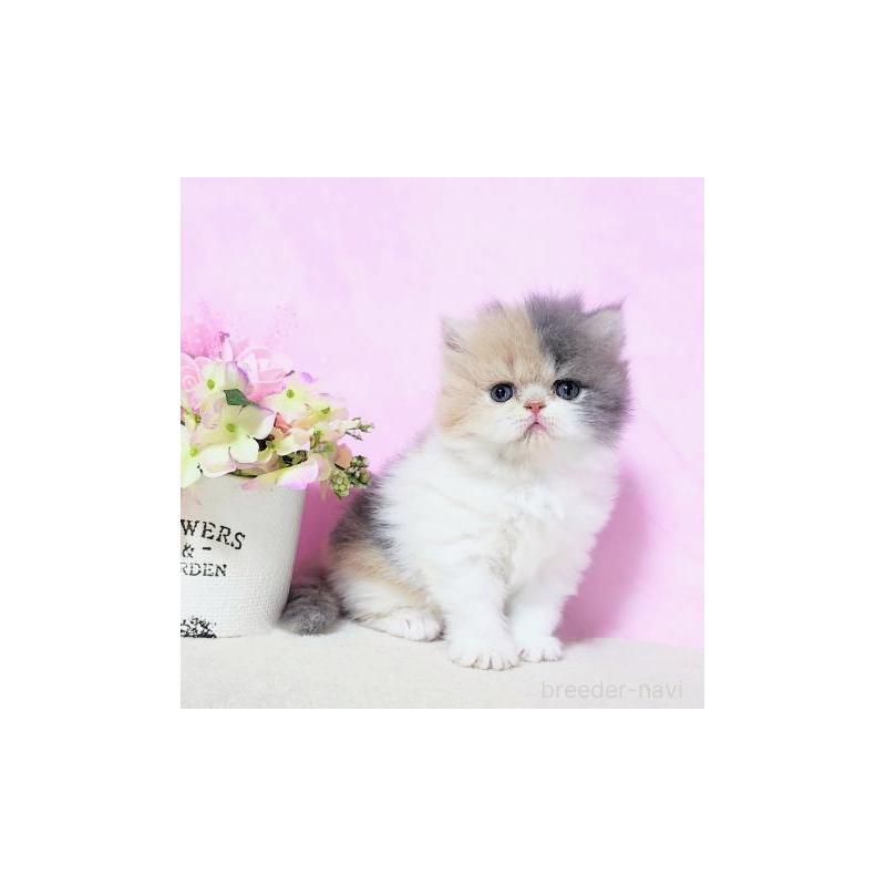 販売中の群馬県のエキゾチックロングヘア-126675の2枚目