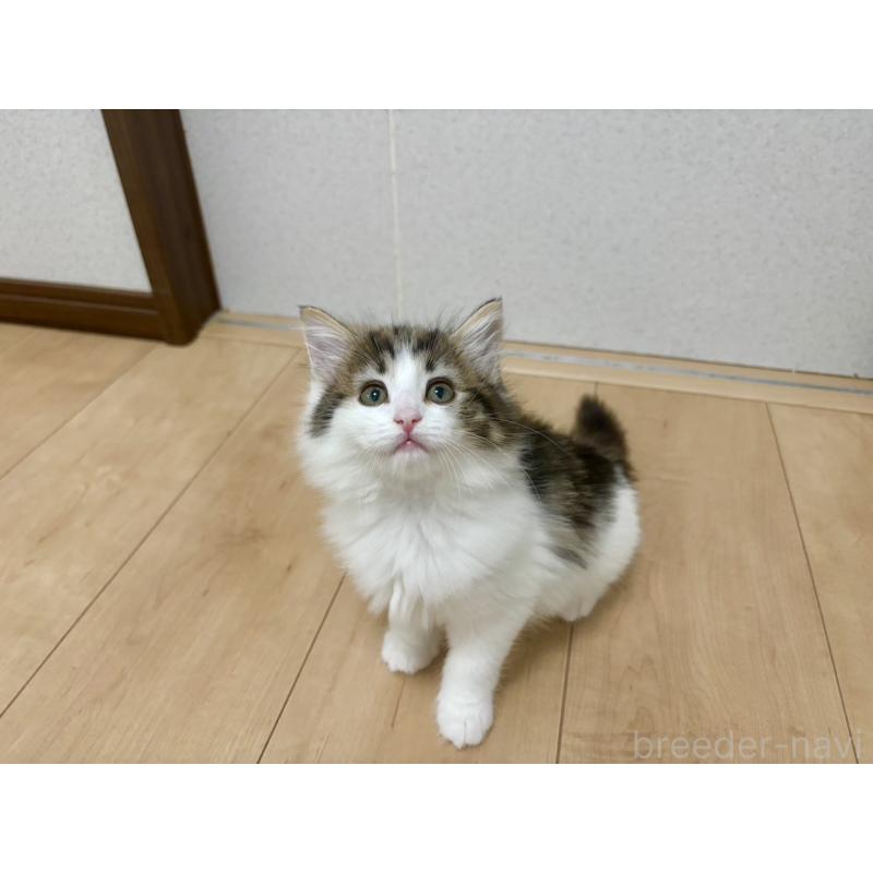 販売中の兵庫県のノルウェージャンフォレストキャット-126678の8枚目