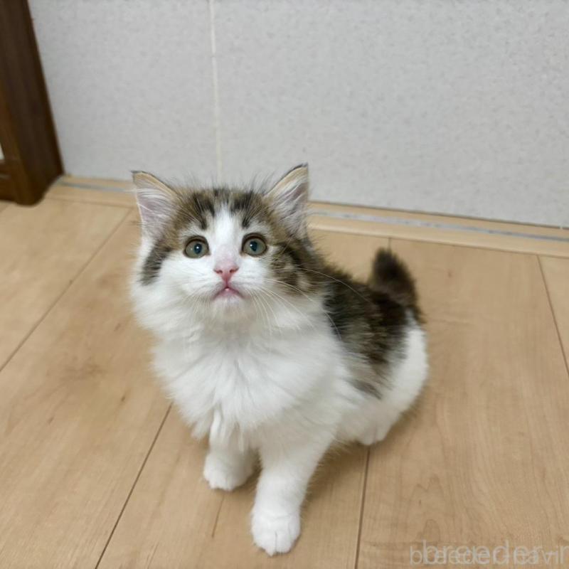 販売中の兵庫県のノルウェージャンフォレストキャット-126679の1枚目