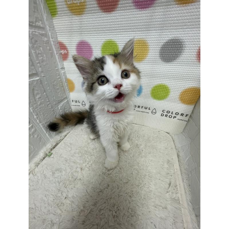 販売中の鳥取県のミヌエット-126691の6枚目