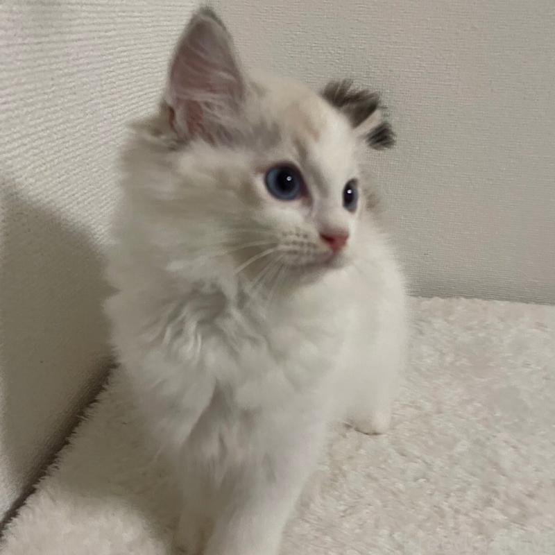 販売中の千葉県のラグドール-126693の2枚目