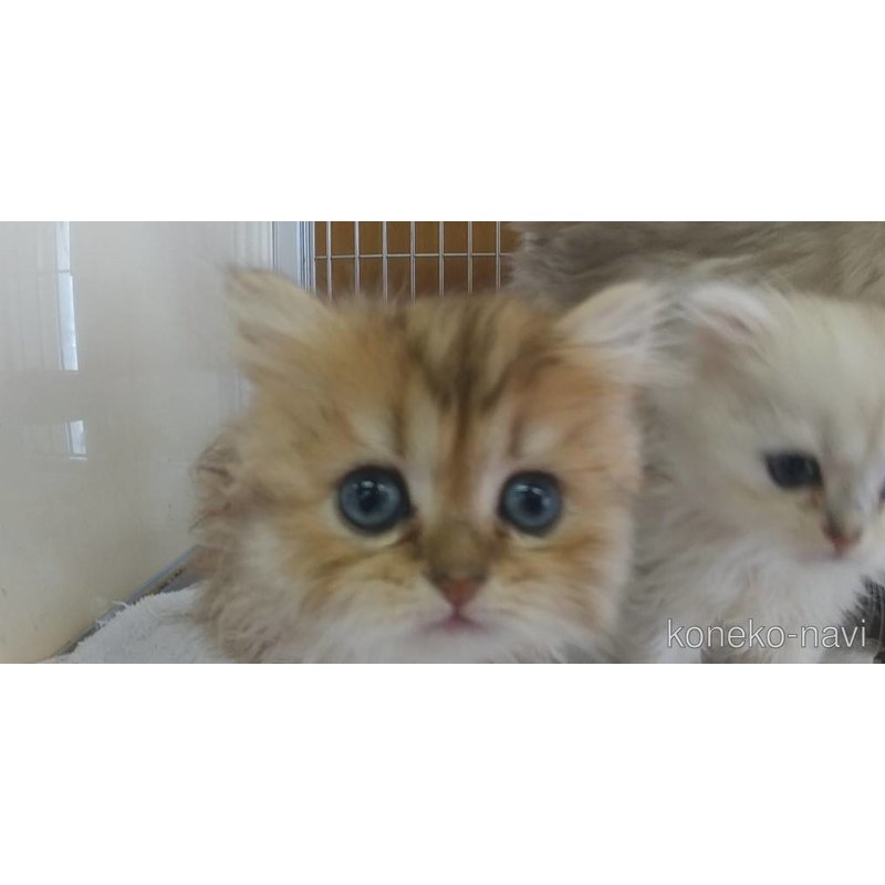 販売中の愛知県のペルシャ(チンチラ)-123845の2枚目