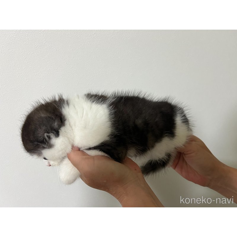 販売中の岡山県のスコティッシュフォールド(折れ耳)-126701の8枚目