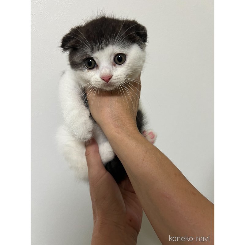 販売中の岡山県のスコティッシュフォールド(折れ耳)-126701の2枚目
