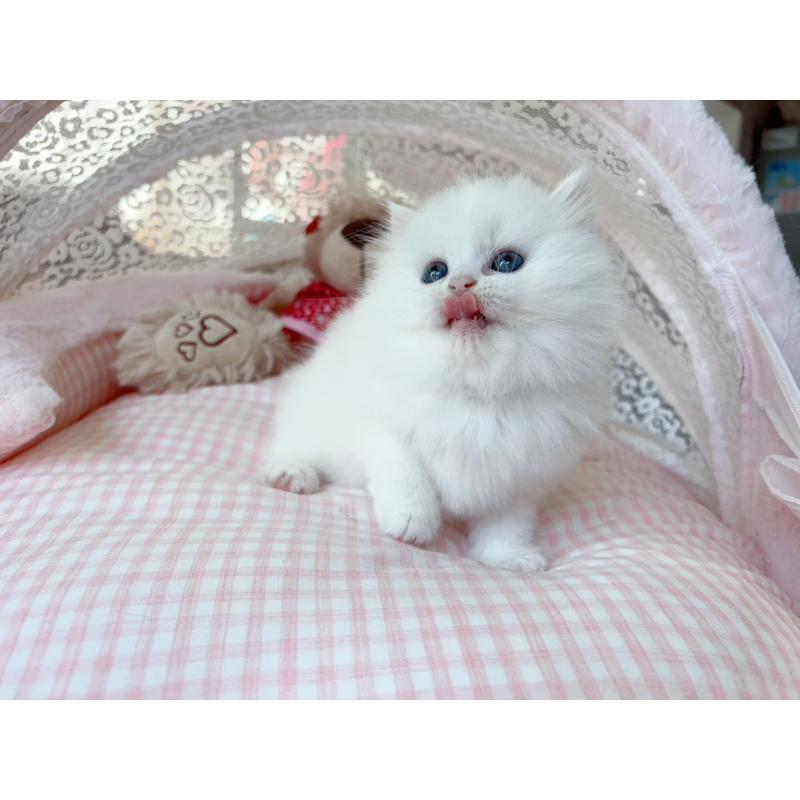 販売中の千葉県のミヌエット-126704の7枚目