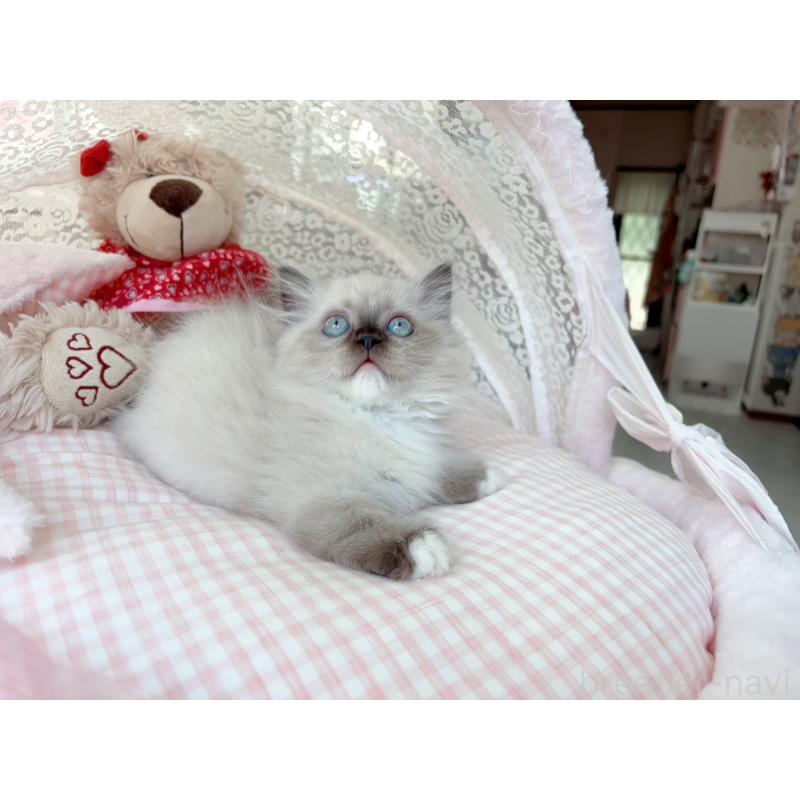 販売中の千葉県のミヌエット(短足)-126705の5枚目