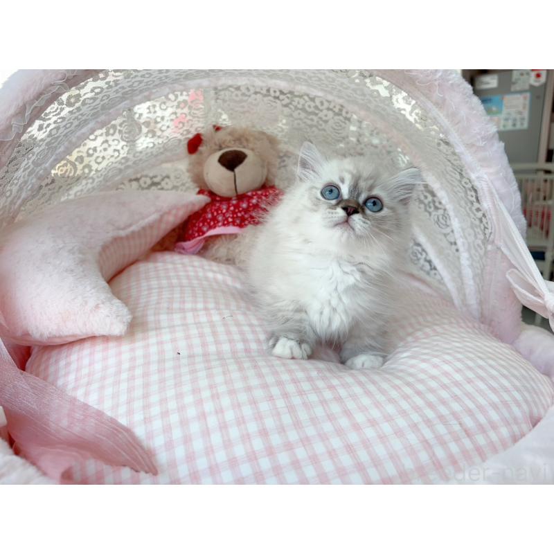 販売中の千葉県のミヌエット(短足)-126706の2枚目