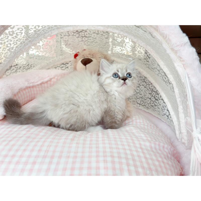 販売中の千葉県のミヌエット(短足)-126708の6枚目
