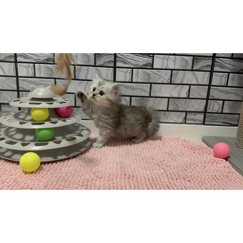 販売中の福岡県のミヌエット-126709の4枚目