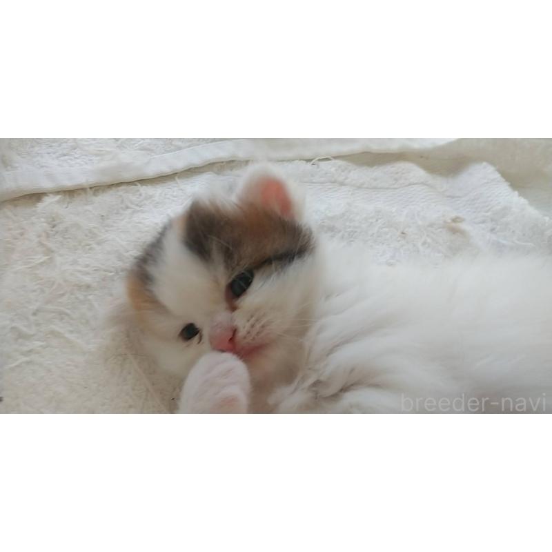 販売中の愛知県のスコティッシュフォールド-126710の2枚目