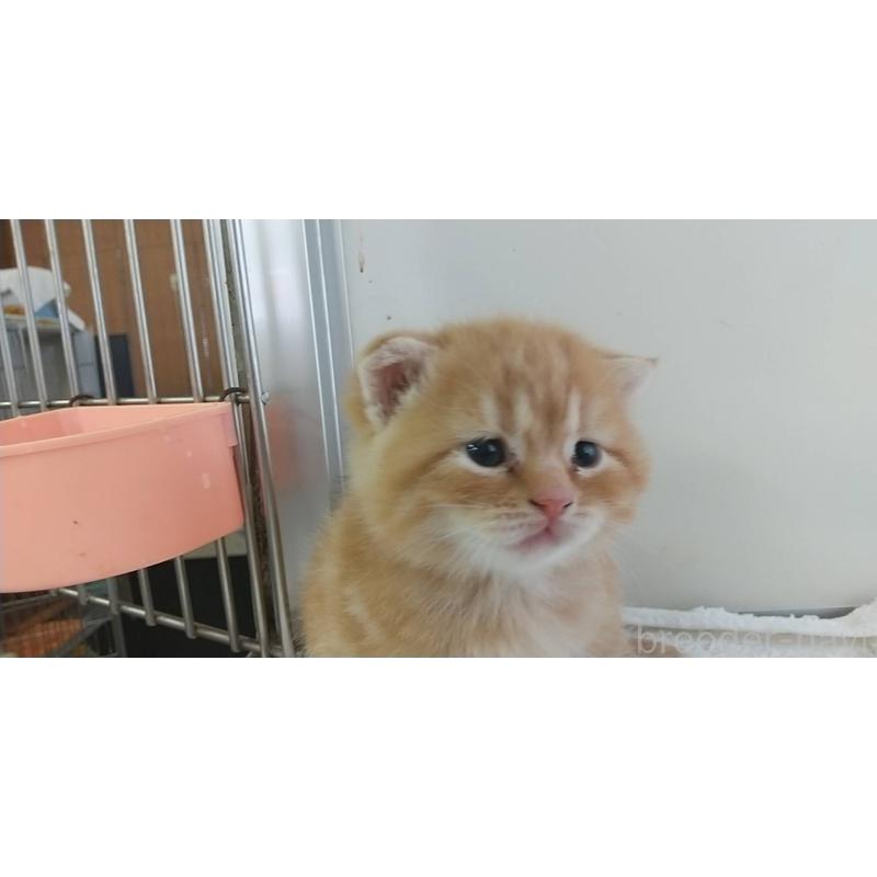販売中の愛知県のスコティッシュフォールド-126711の2枚目
