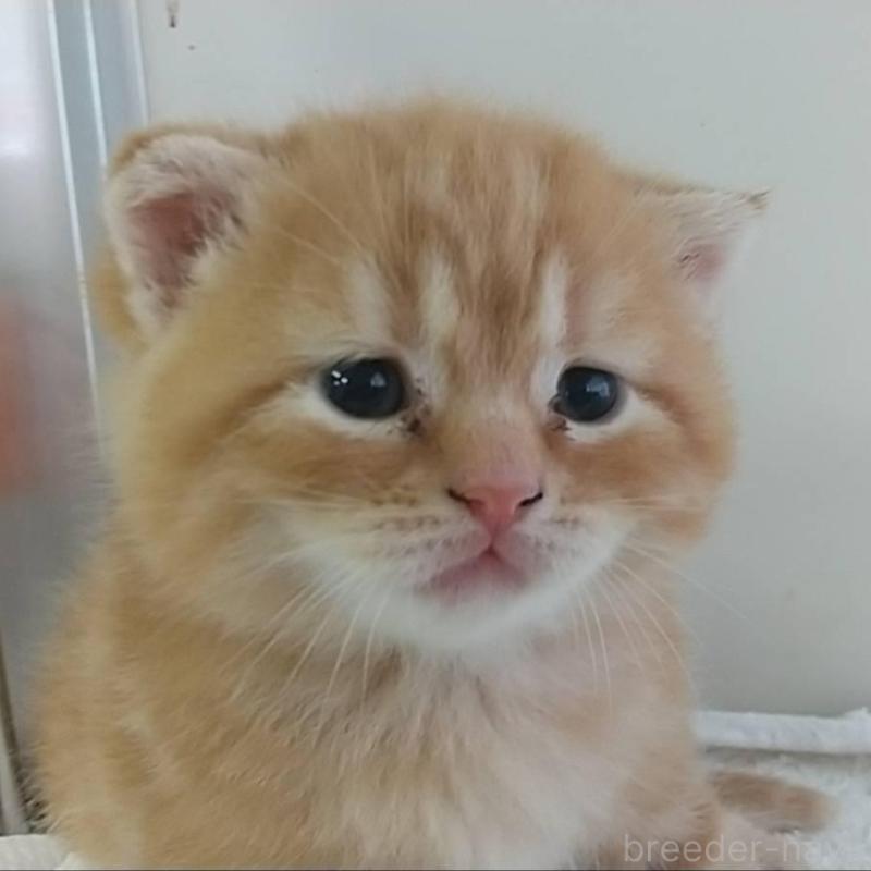 販売中の愛知県のスコティッシュフォールド-126711の1枚目