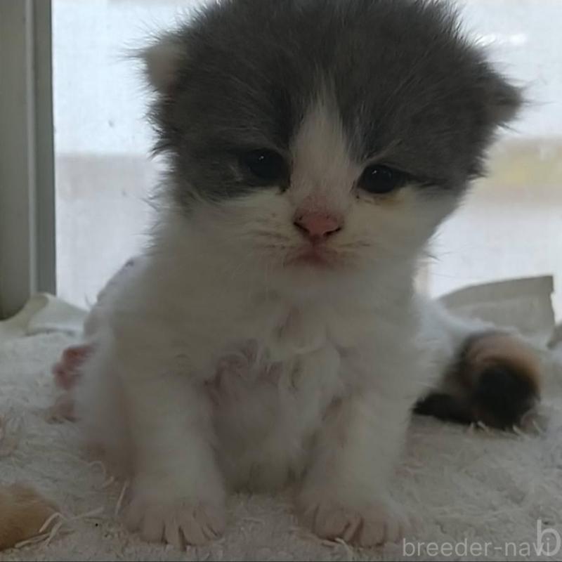 販売中の愛知県のスコティッシュフォールド-126712の1枚目