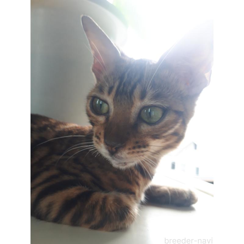 成約済の静岡県のベンガル-118765の3枚目