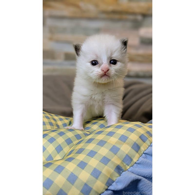 販売中の茨城県のラグドール-126733の2枚目