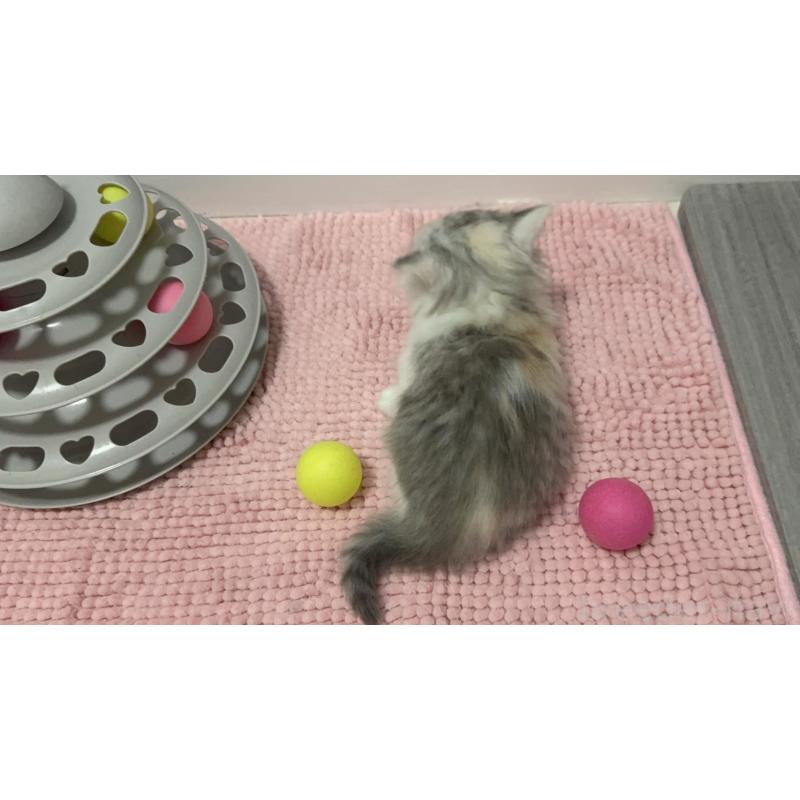 販売中の福岡県のミヌエット(短足)-126743の2枚目