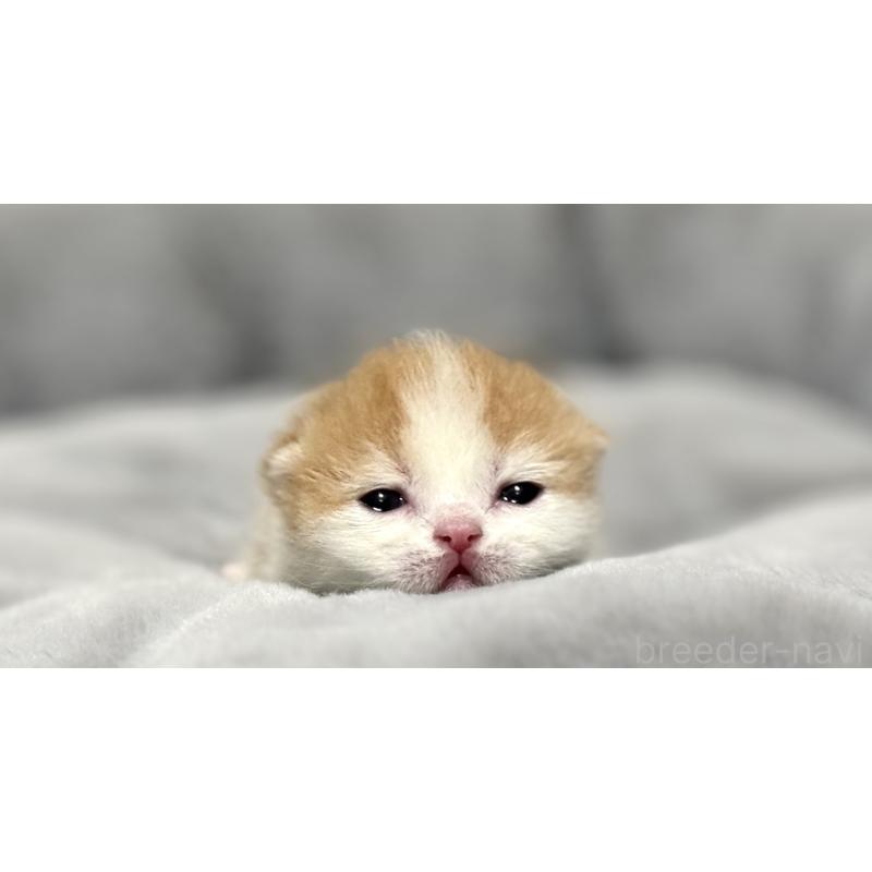 販売中の岐阜県のミヌエット(短足)-126747の6枚目