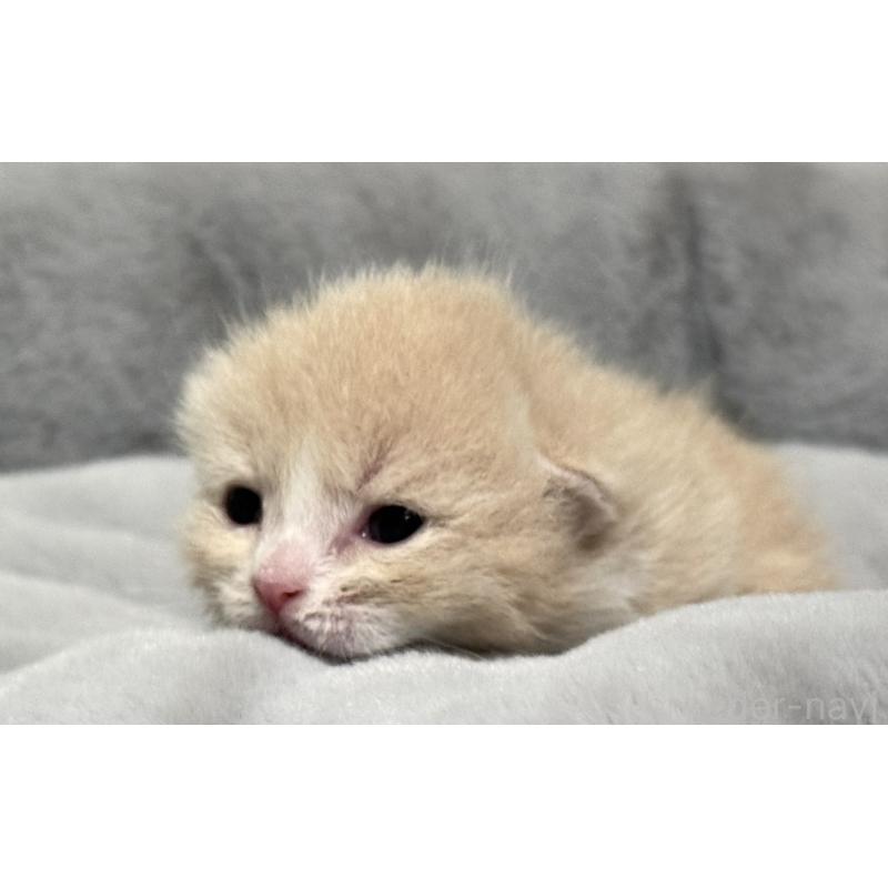 販売中の岐阜県のミヌエット(短足)-126749の3枚目