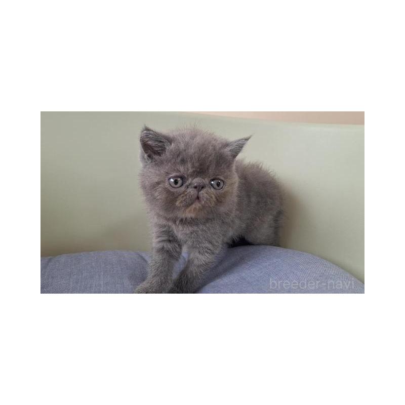 販売中の岐阜県のエキゾチックショートヘア-126752の3枚目