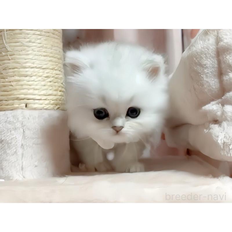 販売中の愛媛県のペルシャ(チンチラ)-126764の2枚目