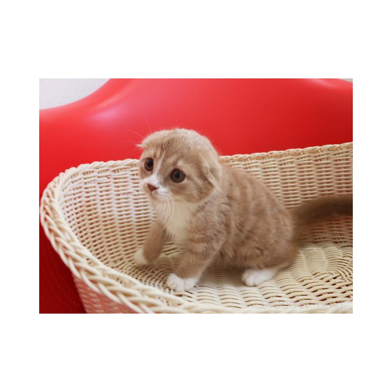 販売中の埼玉県のスコティッシュフォールド-120097の6枚目