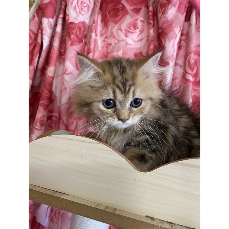販売中の福岡県のペルシャ(チンチラ)-126778の3枚目