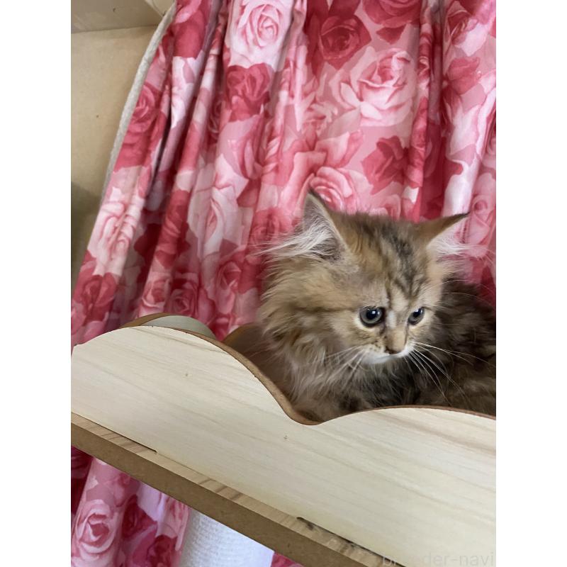 販売中の福岡県のペルシャ(チンチラ)-126778の2枚目