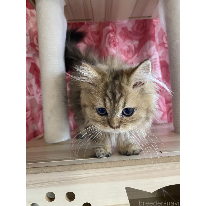 販売中の福岡県のペルシャ(チンチラ)-126780の4枚目