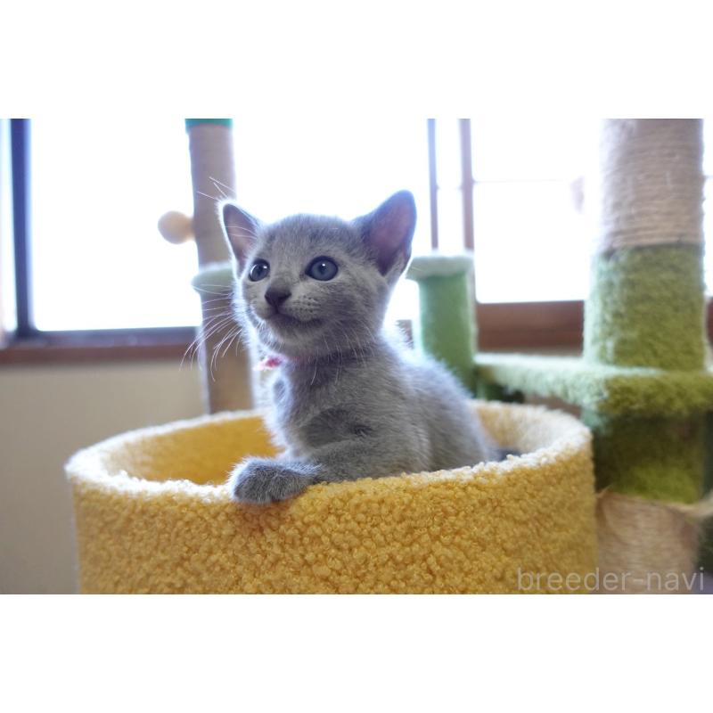 成約済の埼玉県のロシアンブルー-126320の10枚目