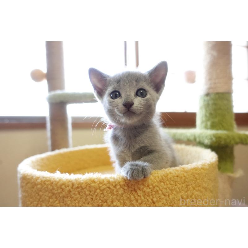 成約済の埼玉県のロシアンブルー-126320の9枚目