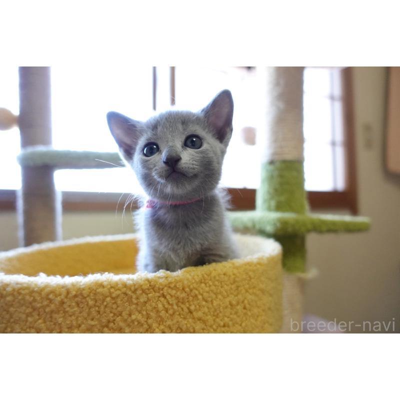 成約済の埼玉県のロシアンブルー-126320の8枚目