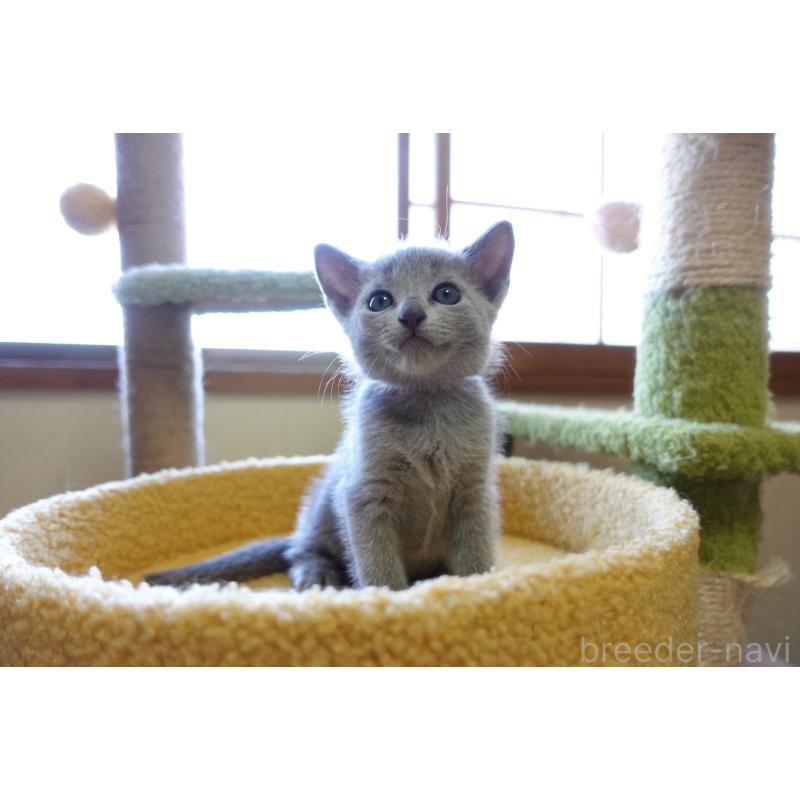 成約済の埼玉県のロシアンブルー-126320の7枚目